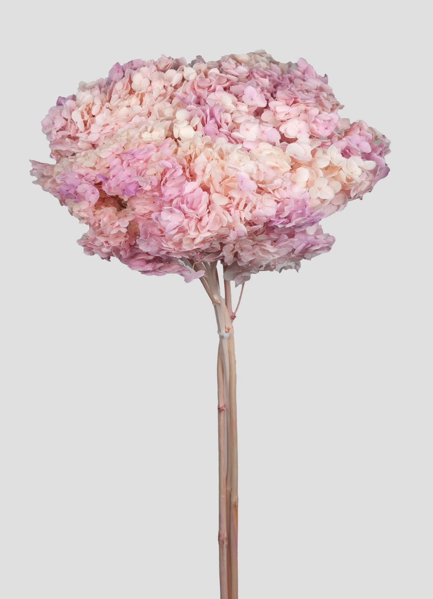 ortensia essiccata Rosa