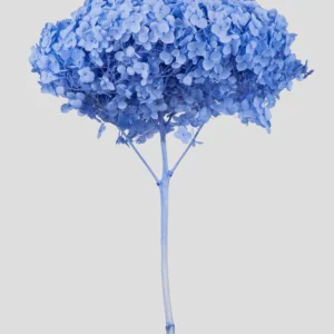 Ortensia essiccata Azzurro