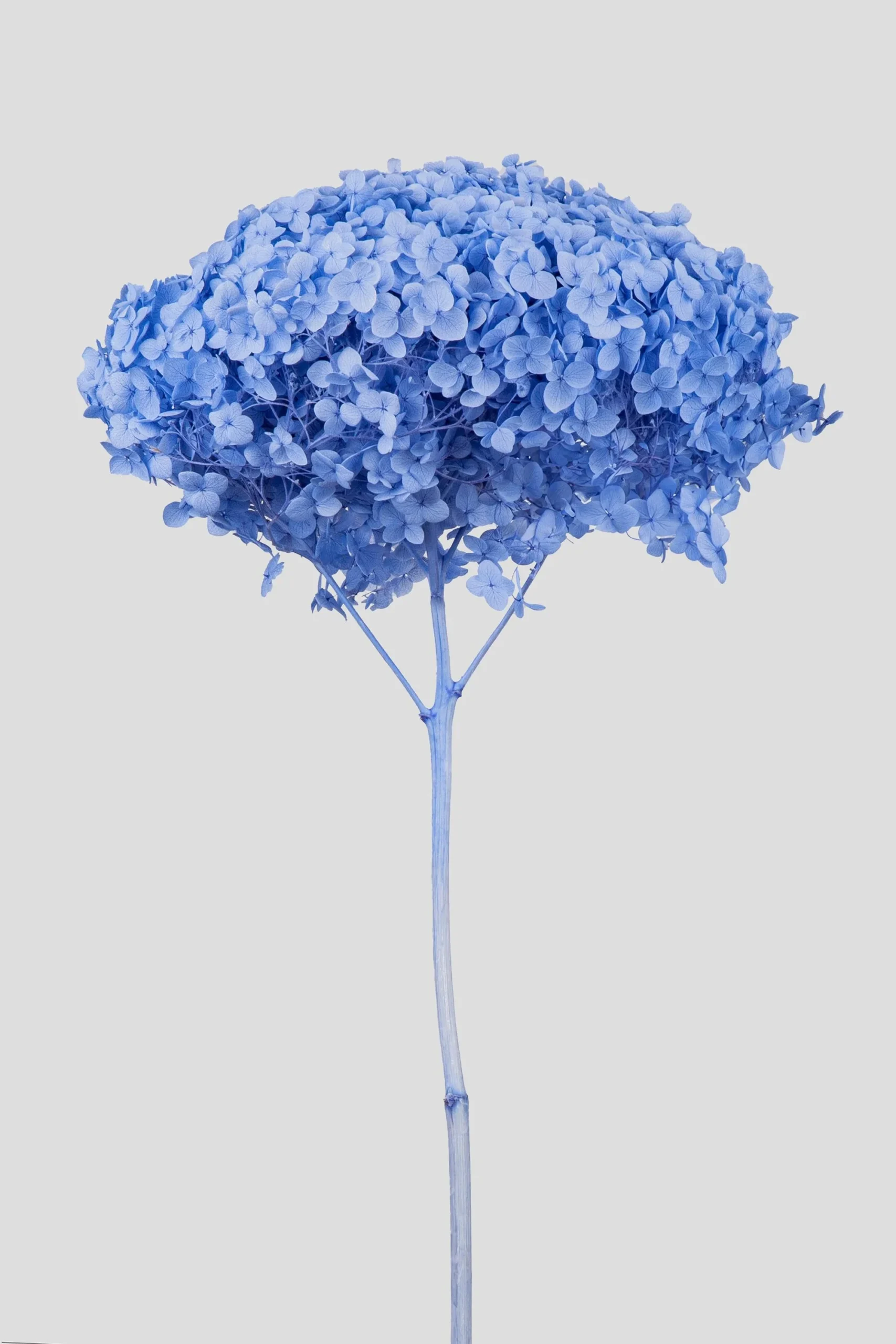 Ortensia essiccata Azzurro