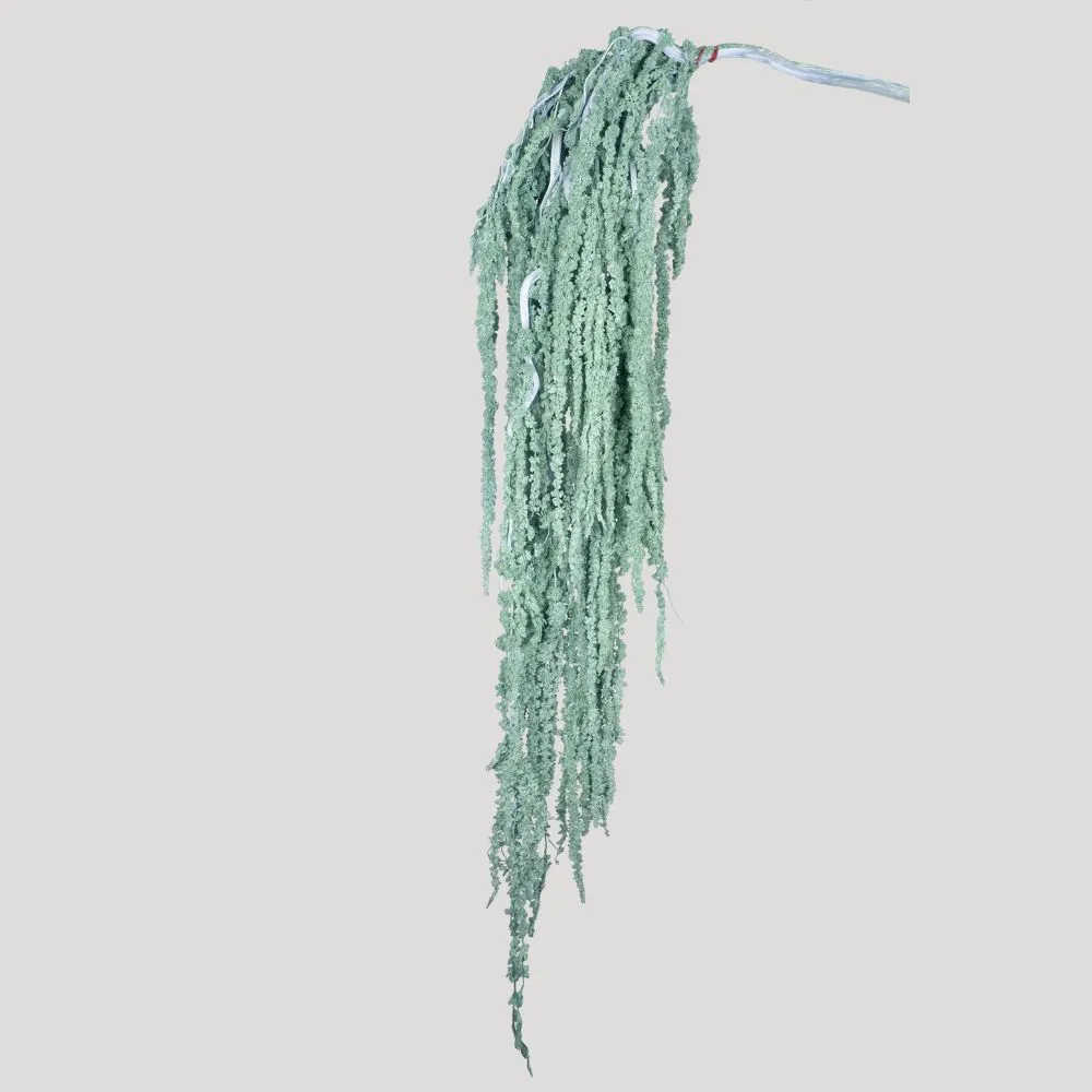 Amarantus stabilizzato verde
