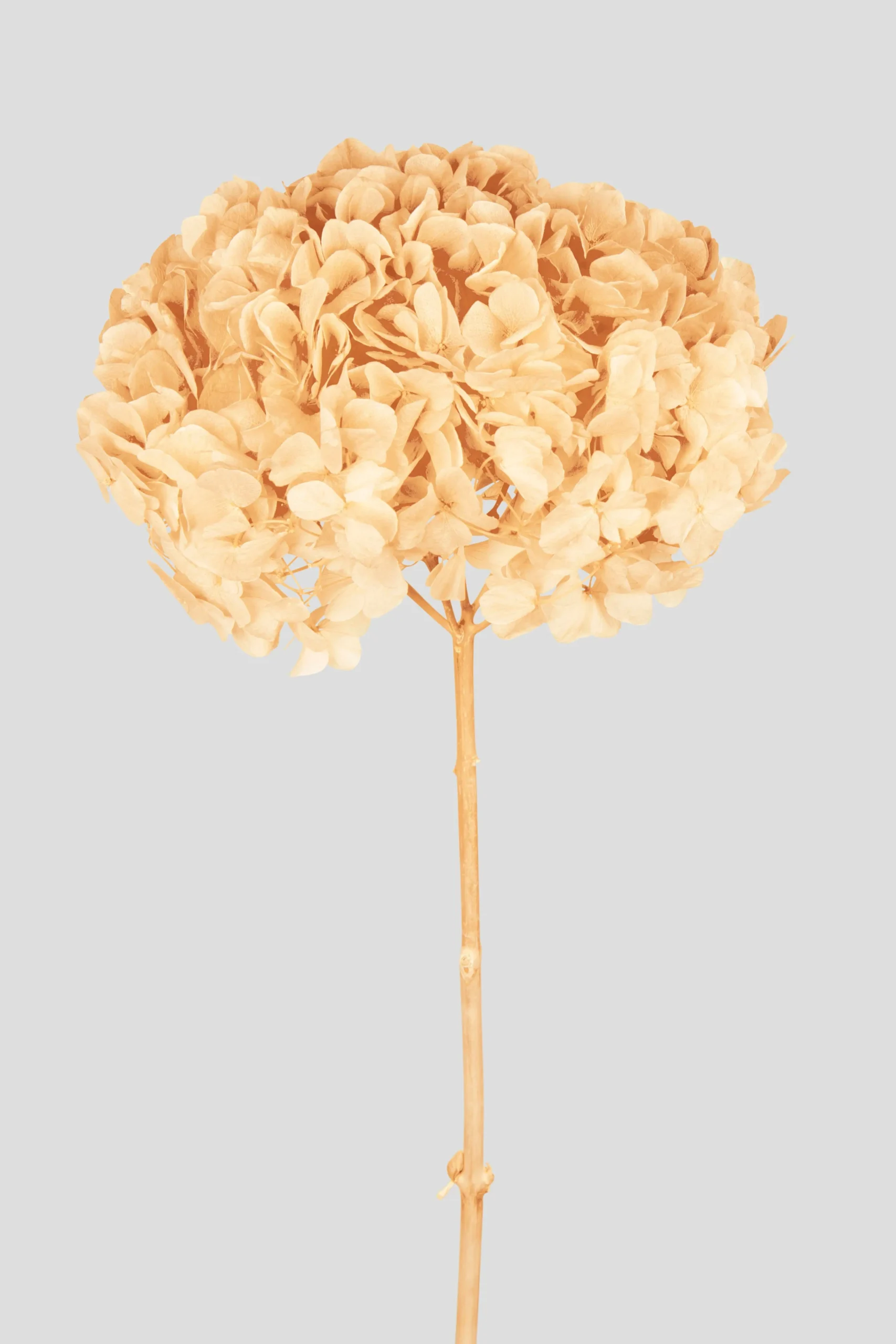 Ortensia essiccata Champagne