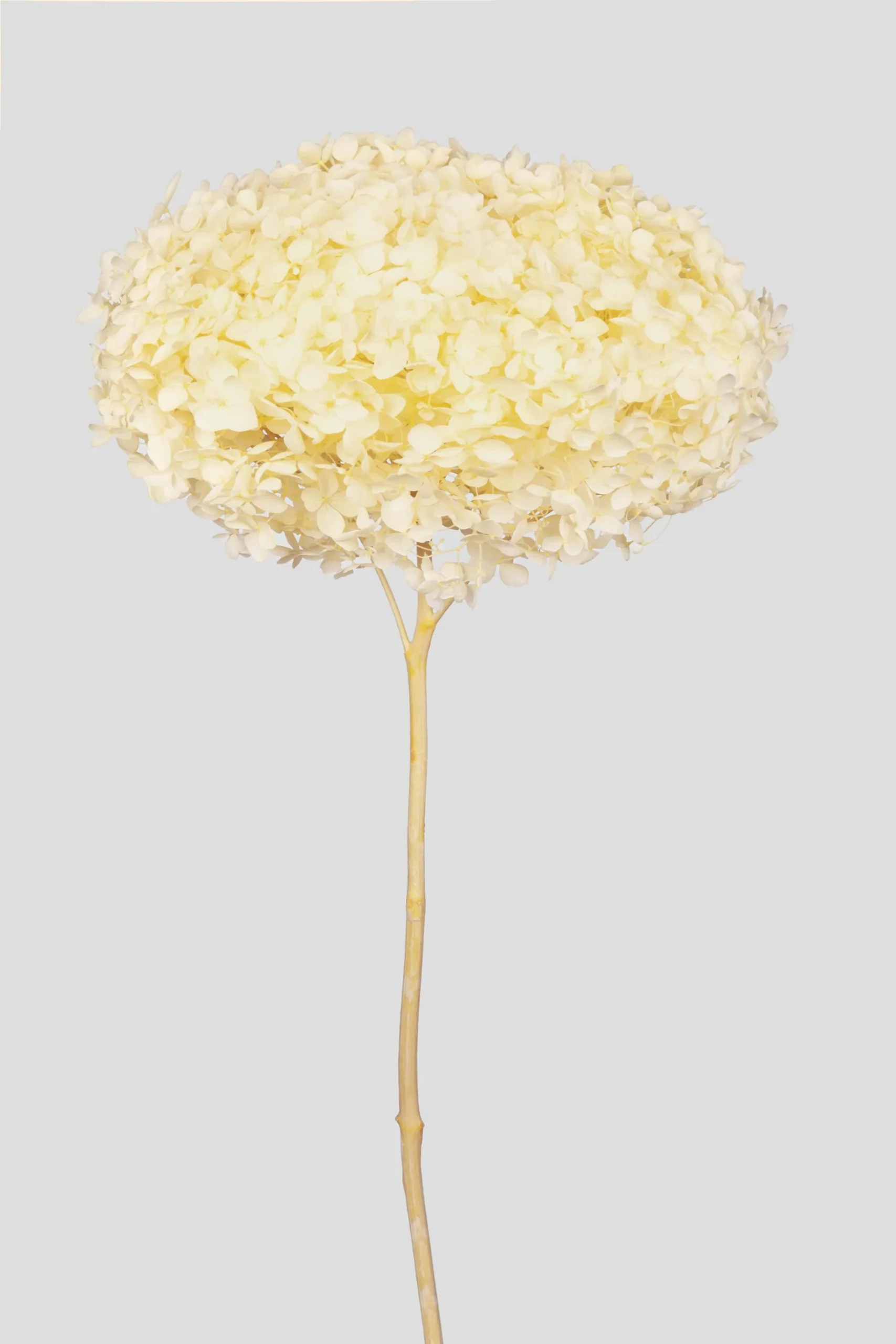 Ortensia essiccata Giallo pastello