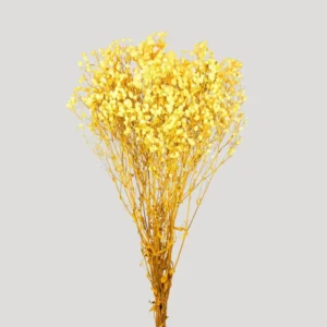 Gypsophila stabilizzata giallo