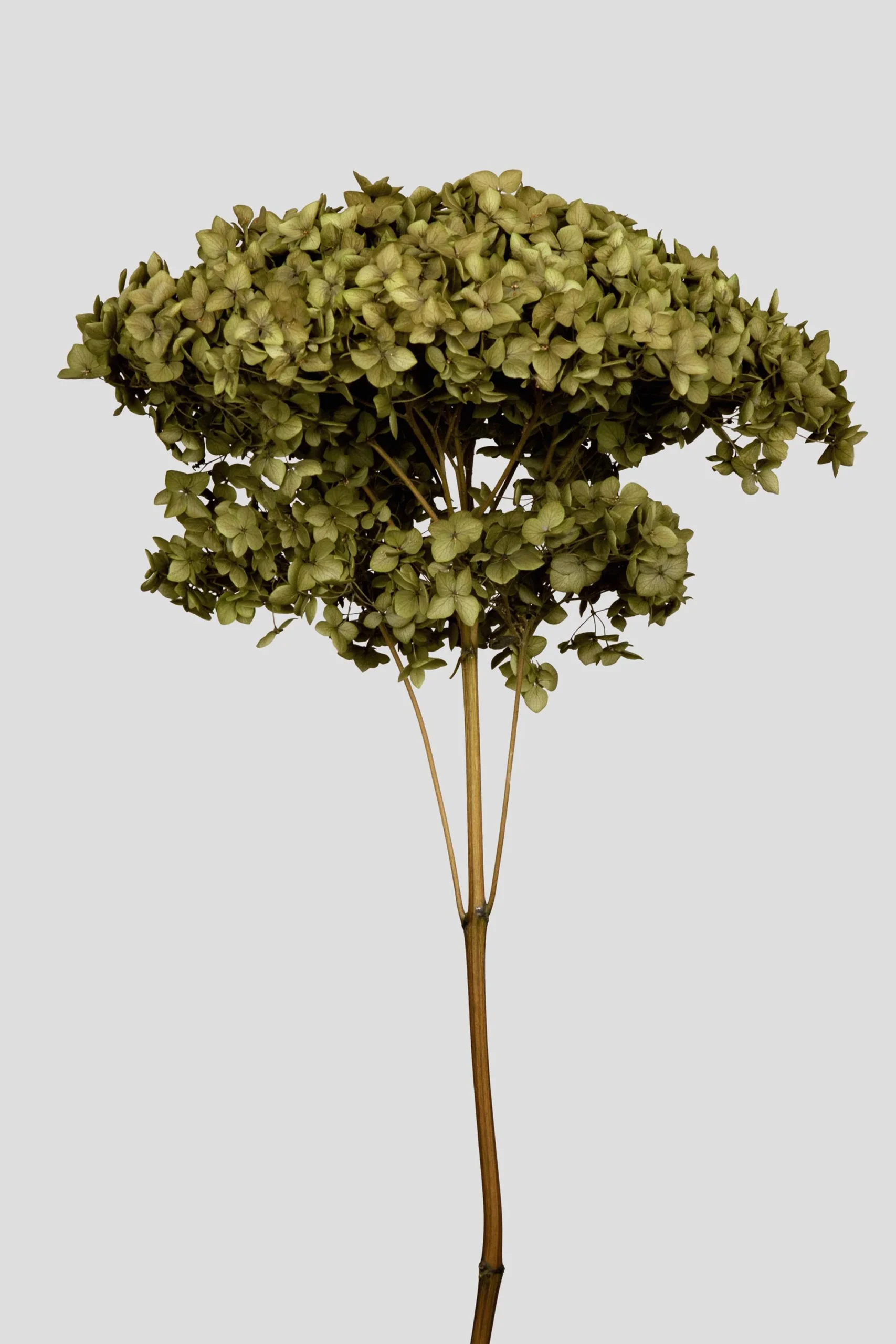 Ortensia essiccata verde oliva