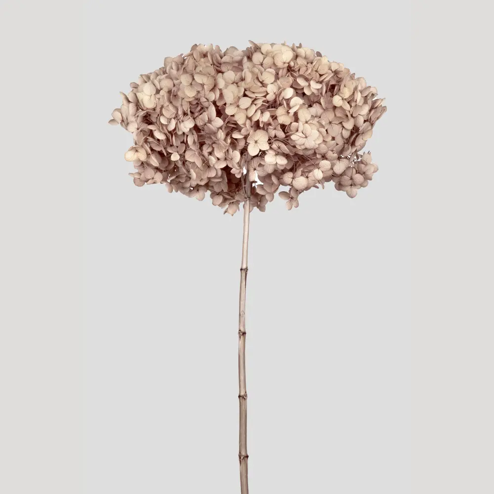 Ortensia stabilizzata Beige
