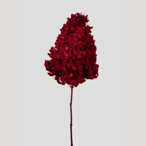 Ortensia stabilizzata – Rosso